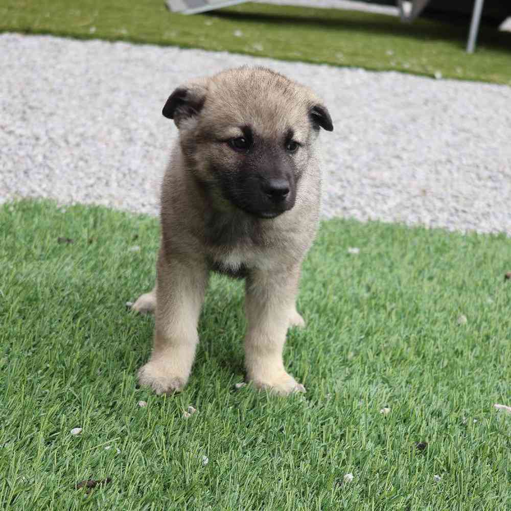 Male Norwegian Elkhound Puppy for Sale in Millersburg, IN