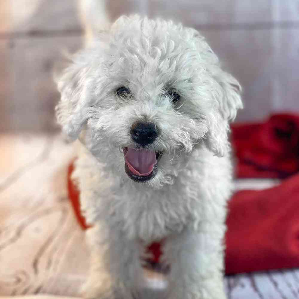 carousel pet images
