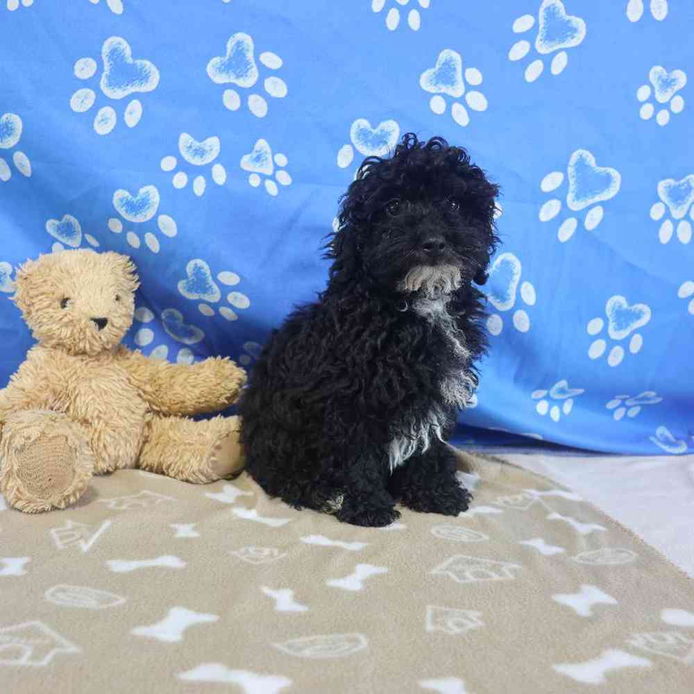 carousel pet images