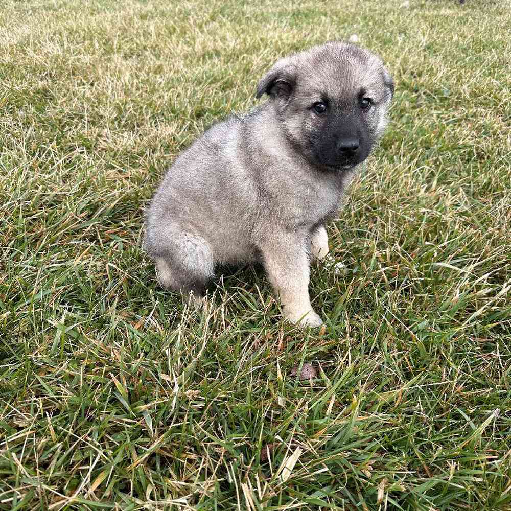 Male Norwegian Elkhound Puppy for Sale in Millersburg, IN