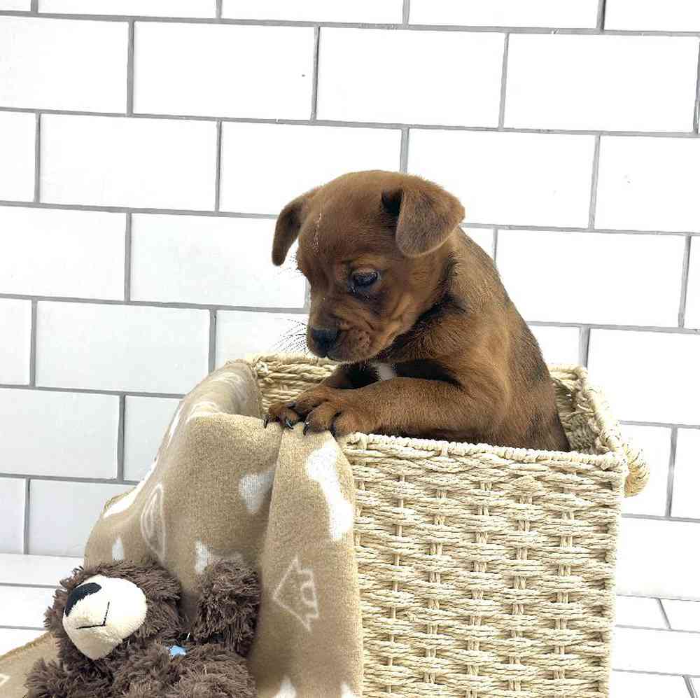 carousel pet images