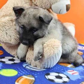 Norwegian Elkhound