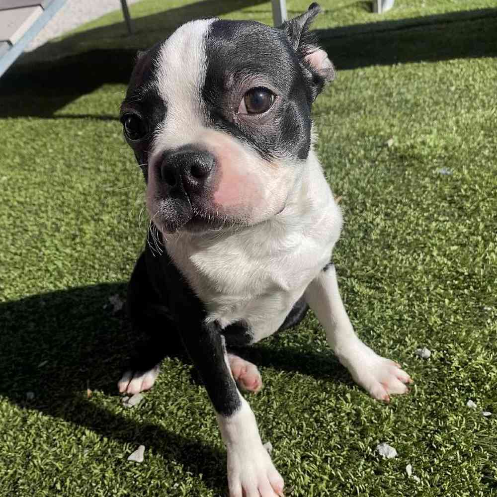 carousel pet images