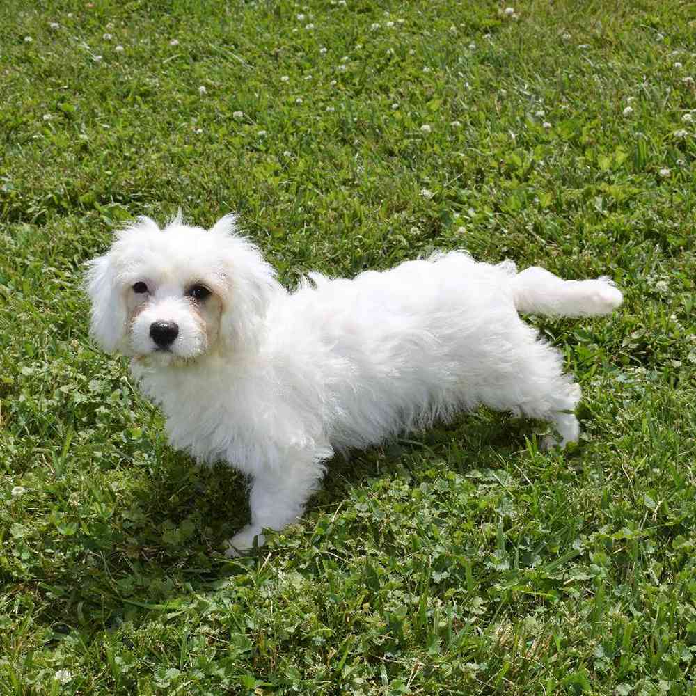 carousel pet images