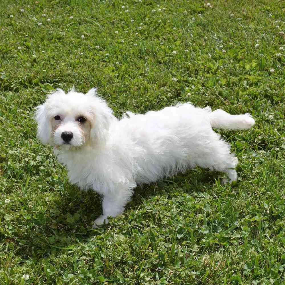 Male Cavachon Puppy for sale