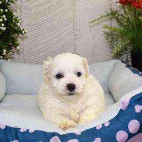 Shichon