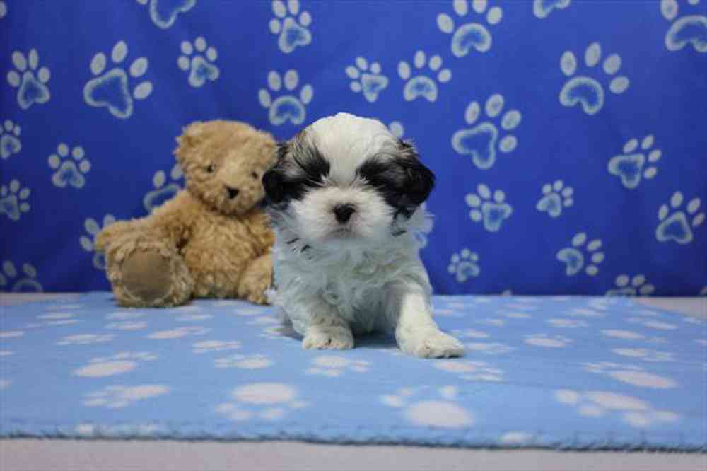 carousel pet images