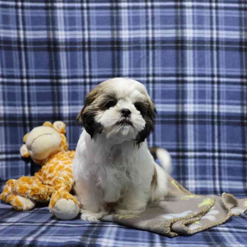 carousel pet images