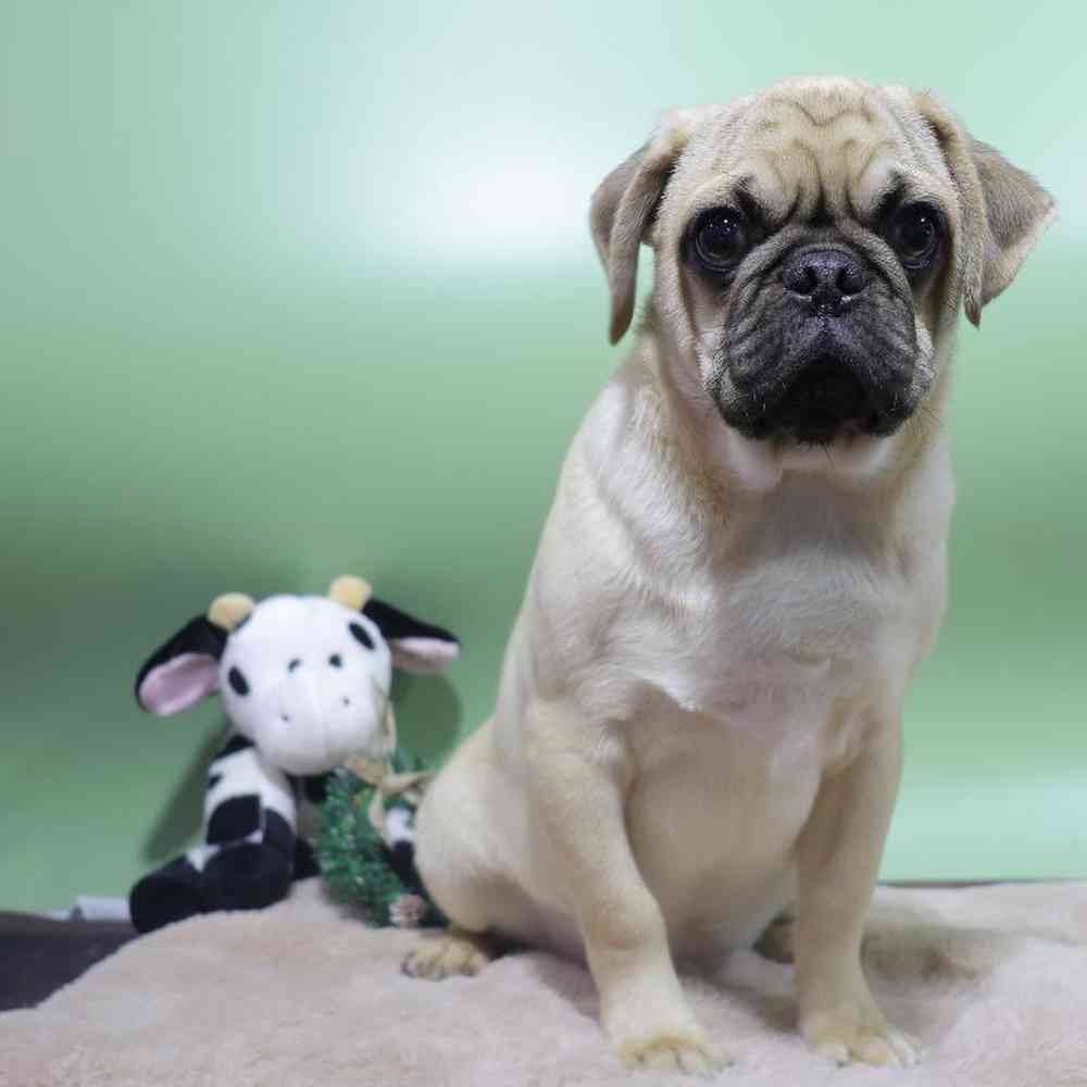 carousel pet images