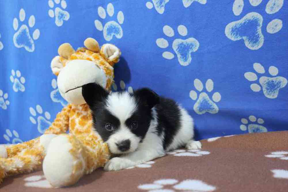 carousel pet images