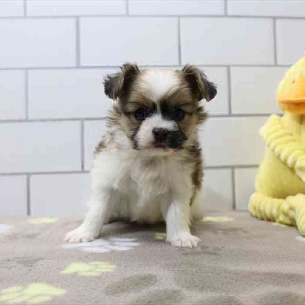 carousel pet images