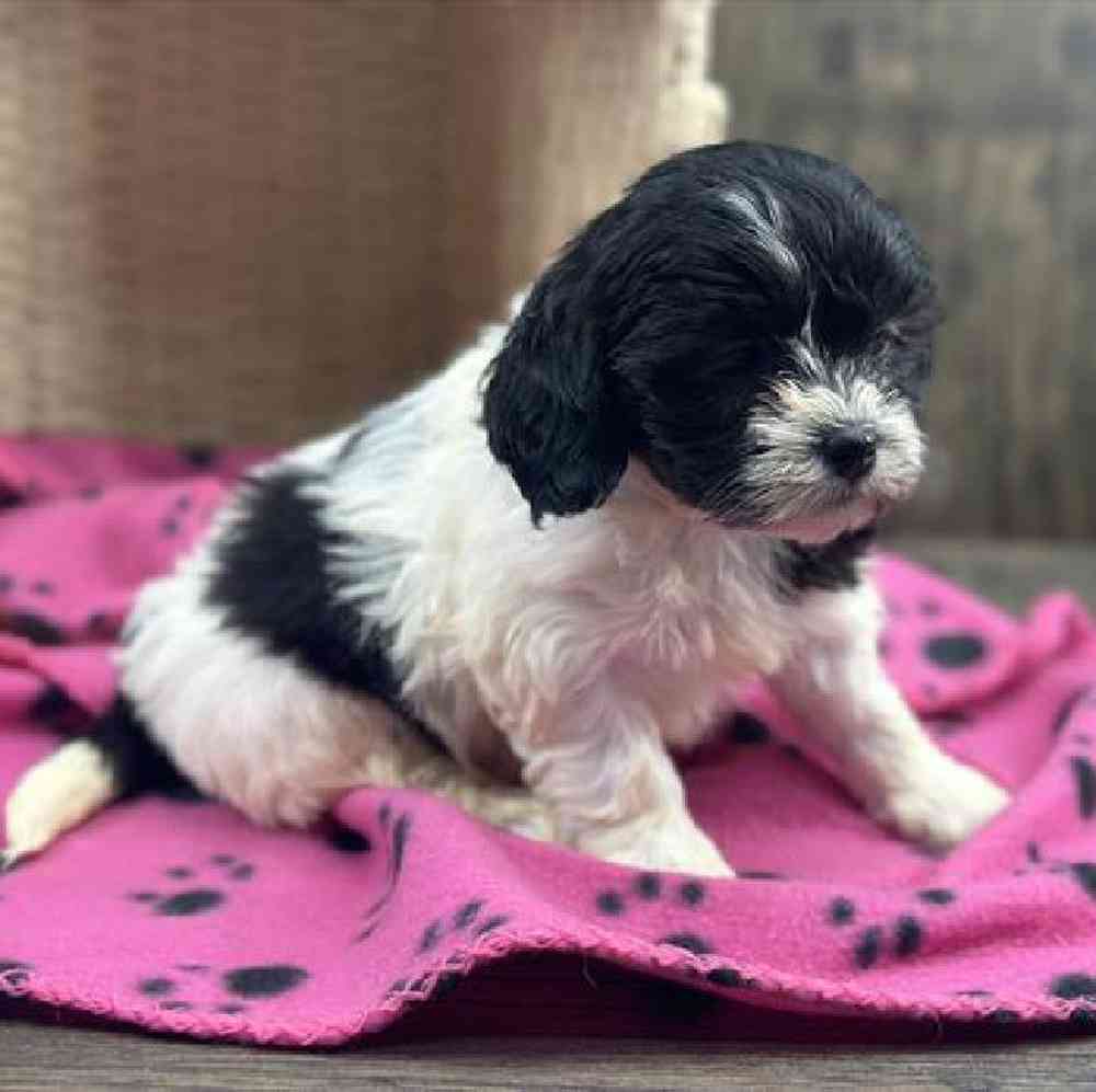 carousel pet images