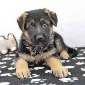 German Shepherd
