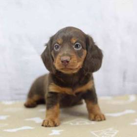 Dachshund