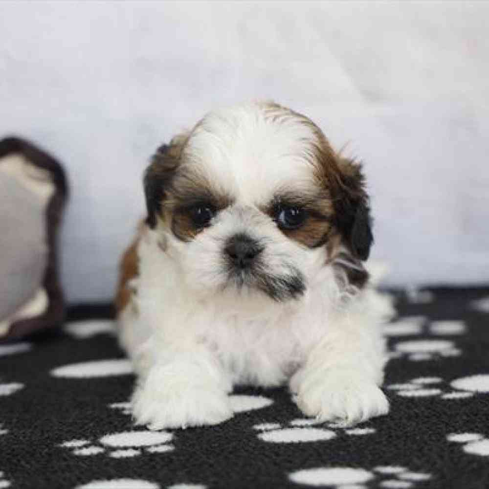 carousel pet images