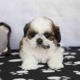 Shih Tzu