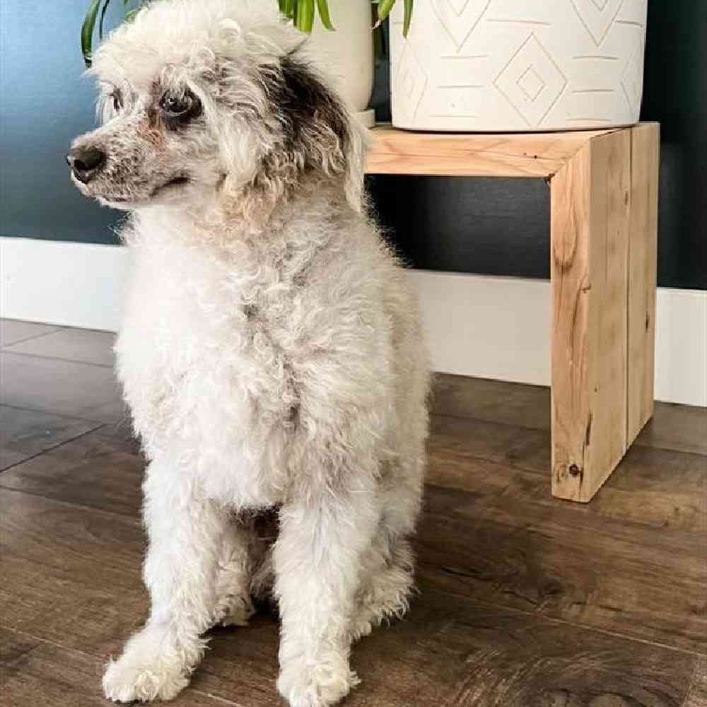 carousel pet images