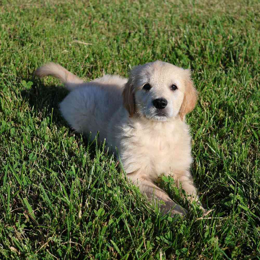 Male Golden Retriever Puppy for Sale in Millersburg, IN