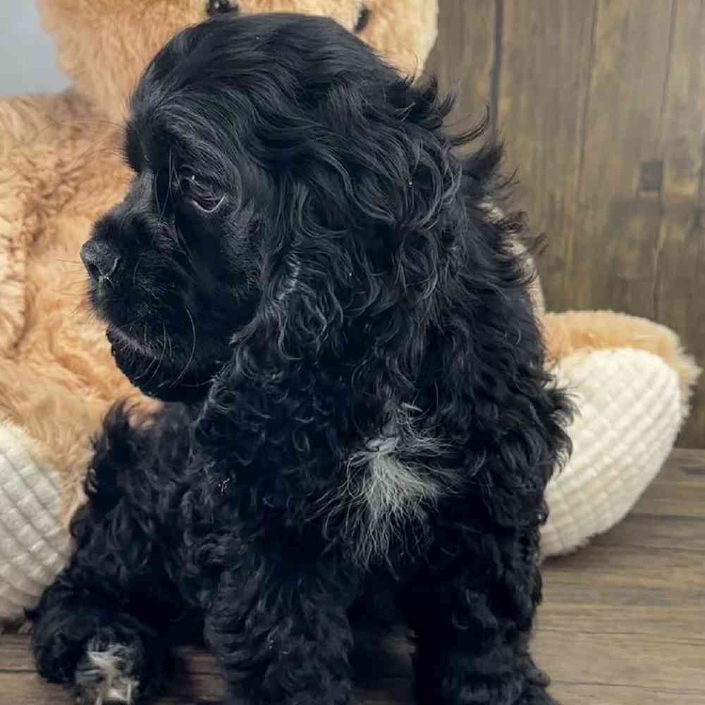 carousel pet images