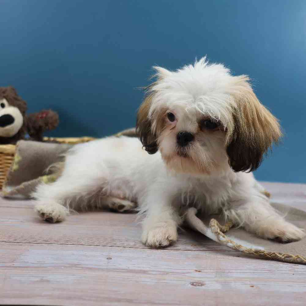 carousel pet images
