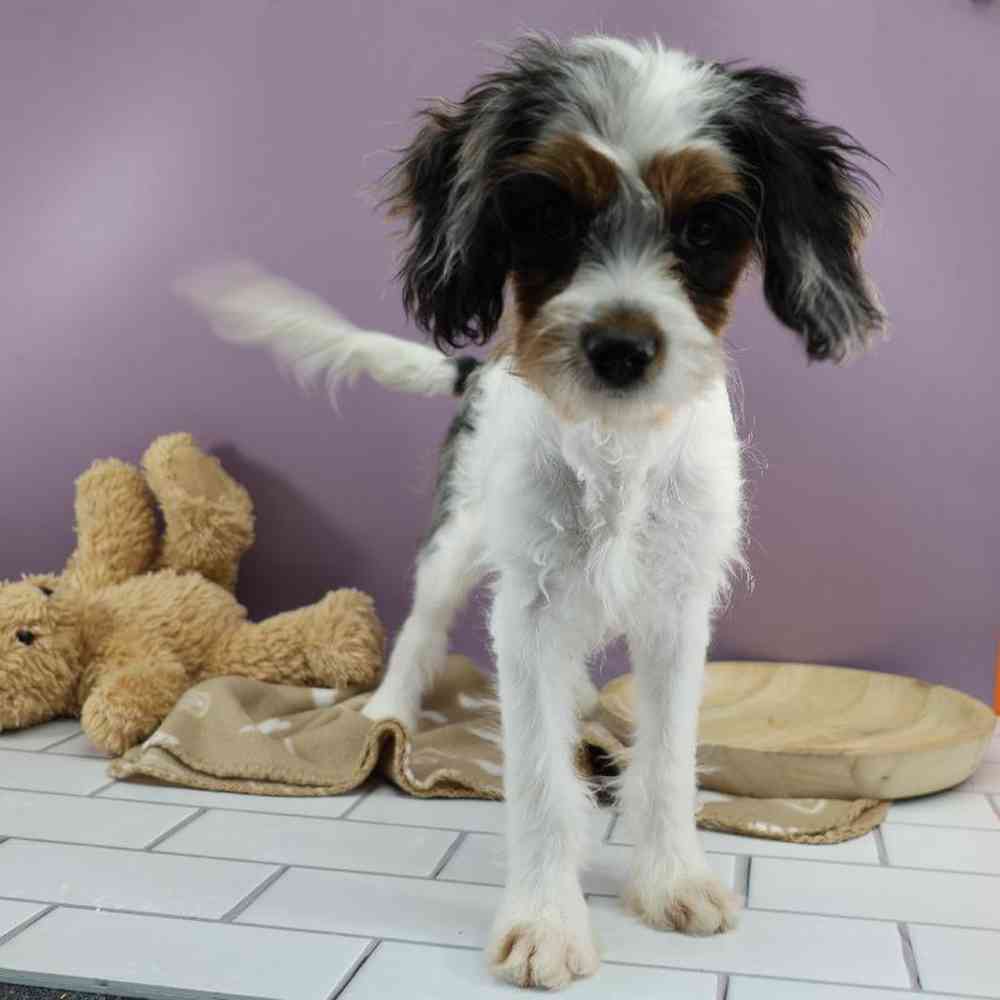 carousel pet images