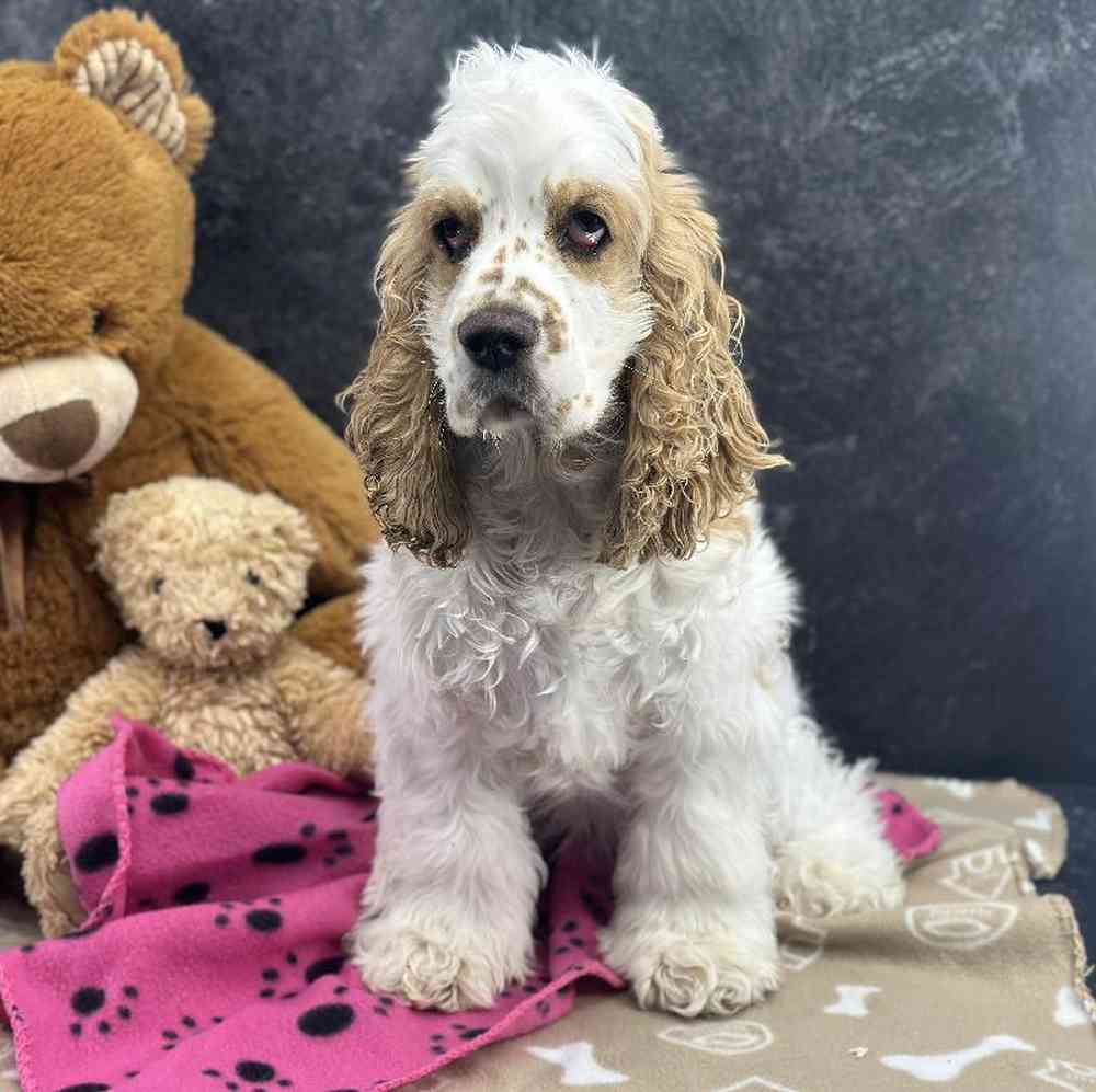 Female Cocker Spaniel Puppy for Sale in Millersburg, IN