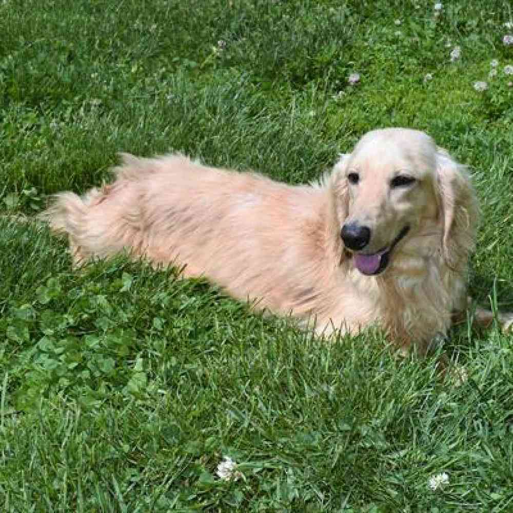Female Dachshund Puppy for Sale in Millersburg, IN