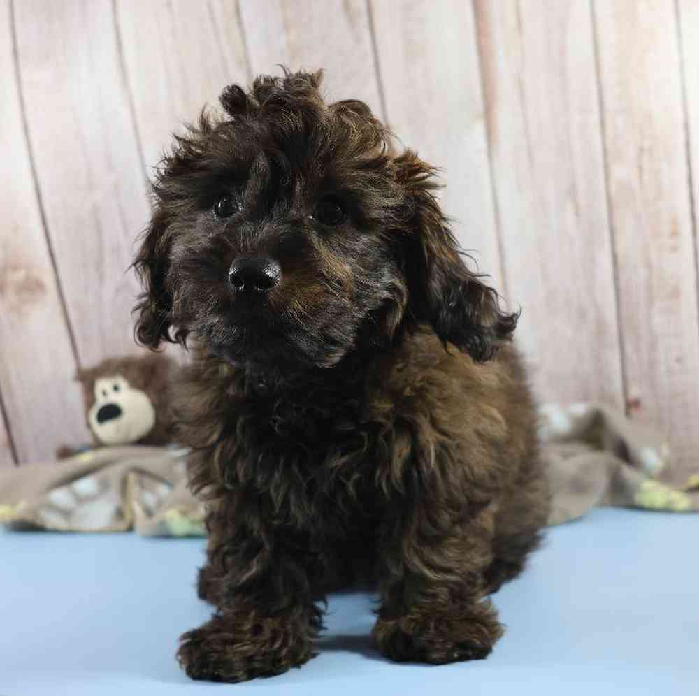 Male Doxiepoo Puppy for Sale in Millersburg, IN