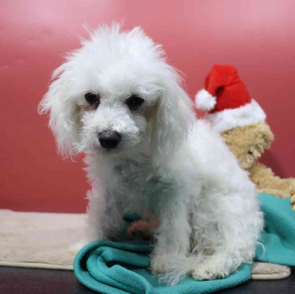 carousel pet images