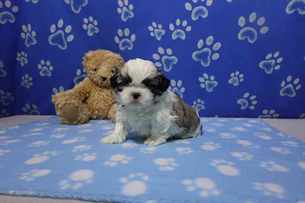 carousel pet images