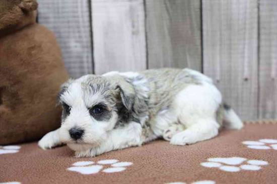Mini Schnauzer