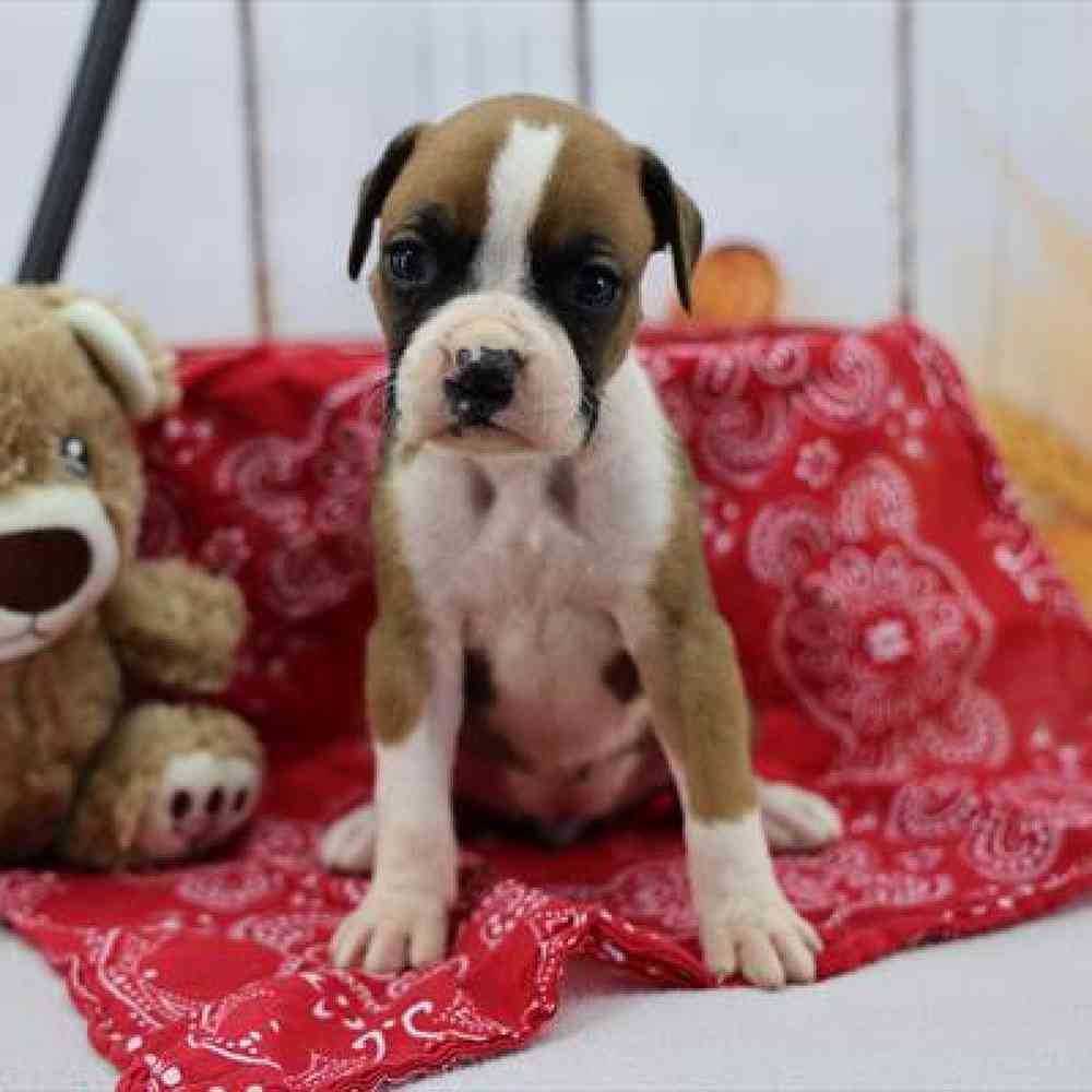 Boxer Puppy for sale - Heart String Healthy Puppies