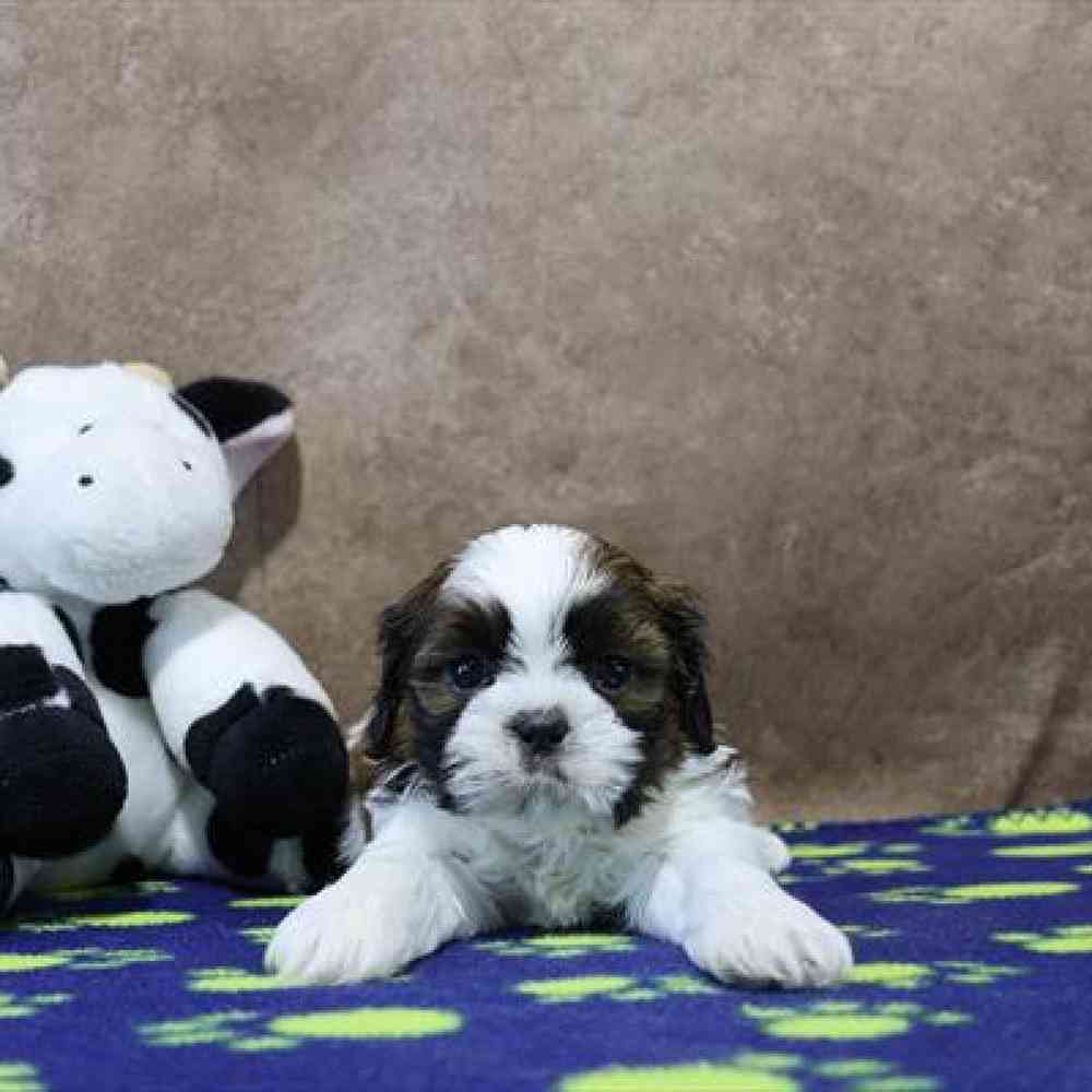 carousel pet images