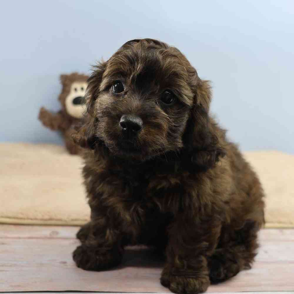 Male Doxiepoo Puppy for Sale in Millersburg, IN