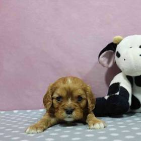 Cavalier King Charles Spaniel