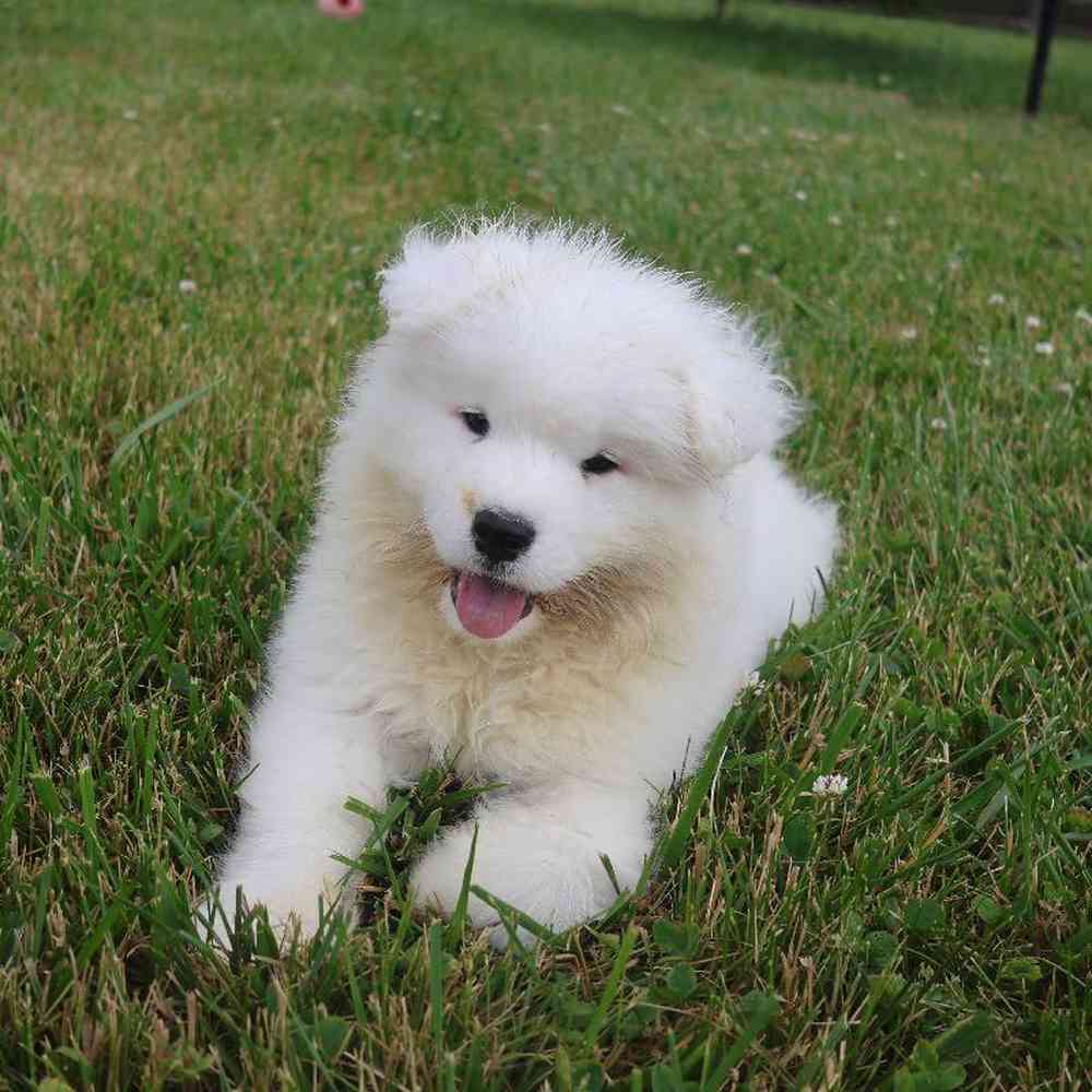 Male Samoyed Puppy for Sale in Millersburg, IN