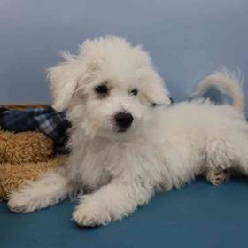 Bichon