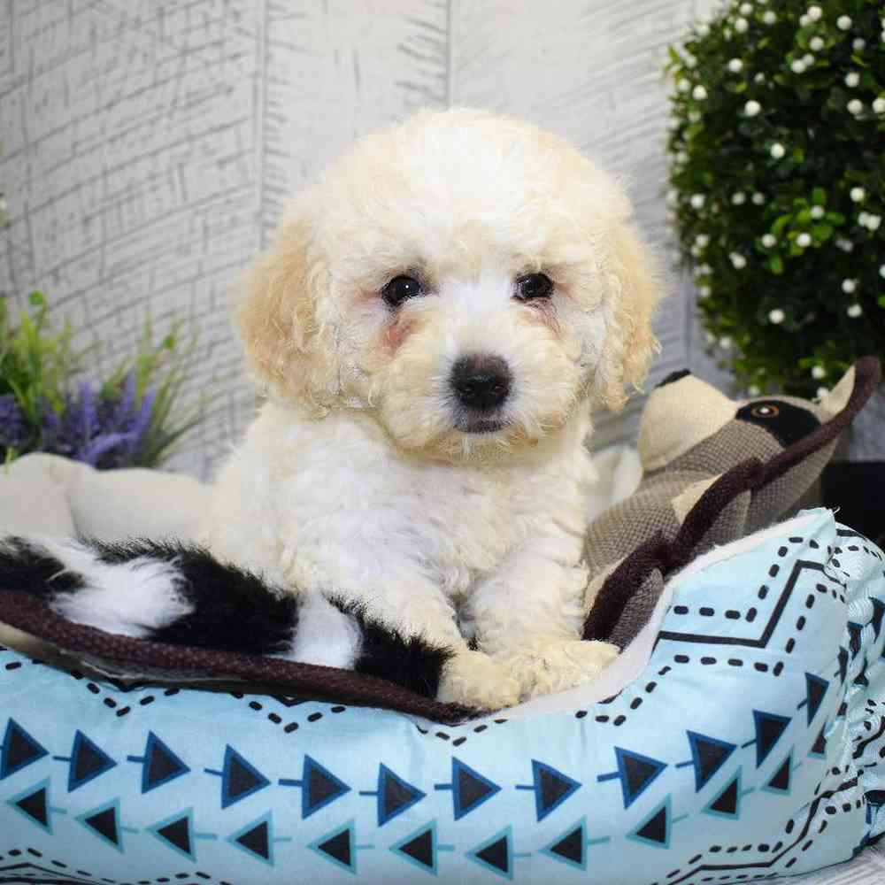 Male Cavachon Puppy for sale