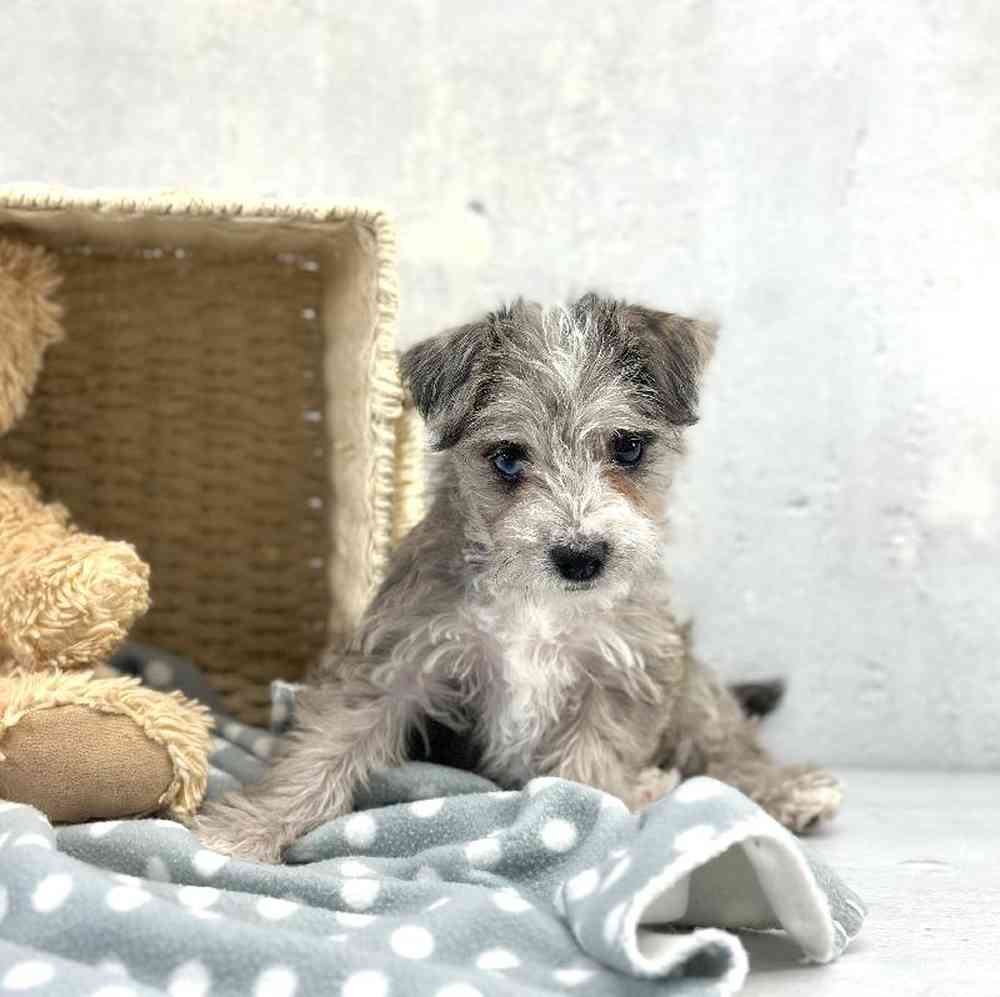 Female Westipoo Puppy for Sale in Millersburg, IN