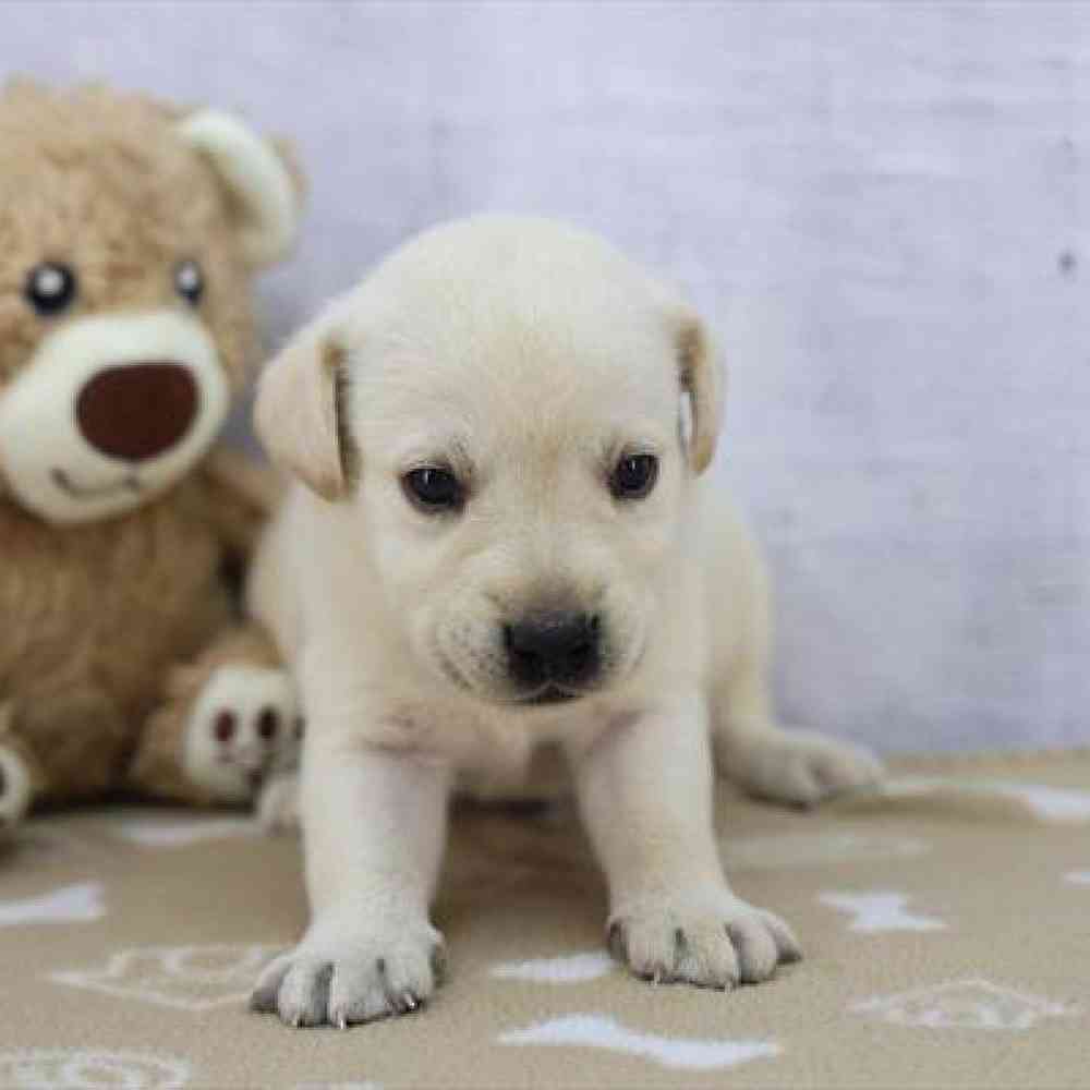 pet-img