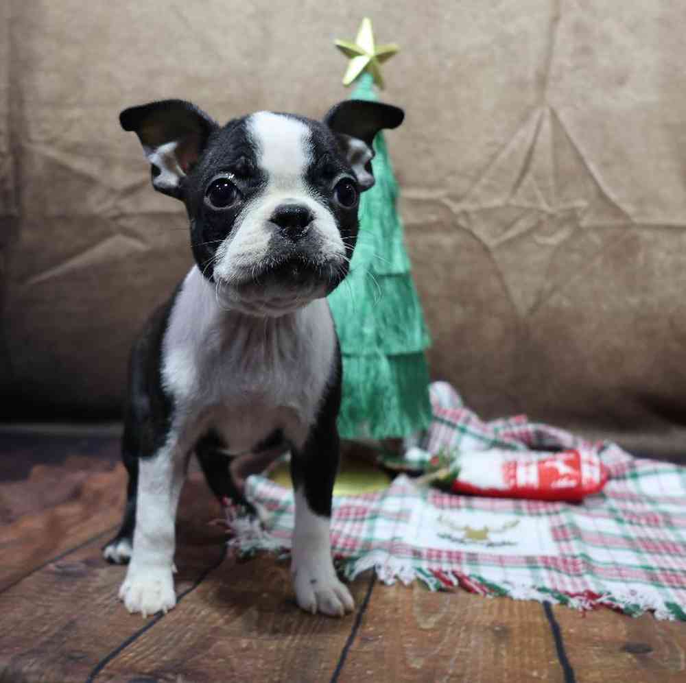 carousel pet images