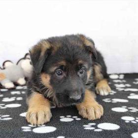 German Shepherd