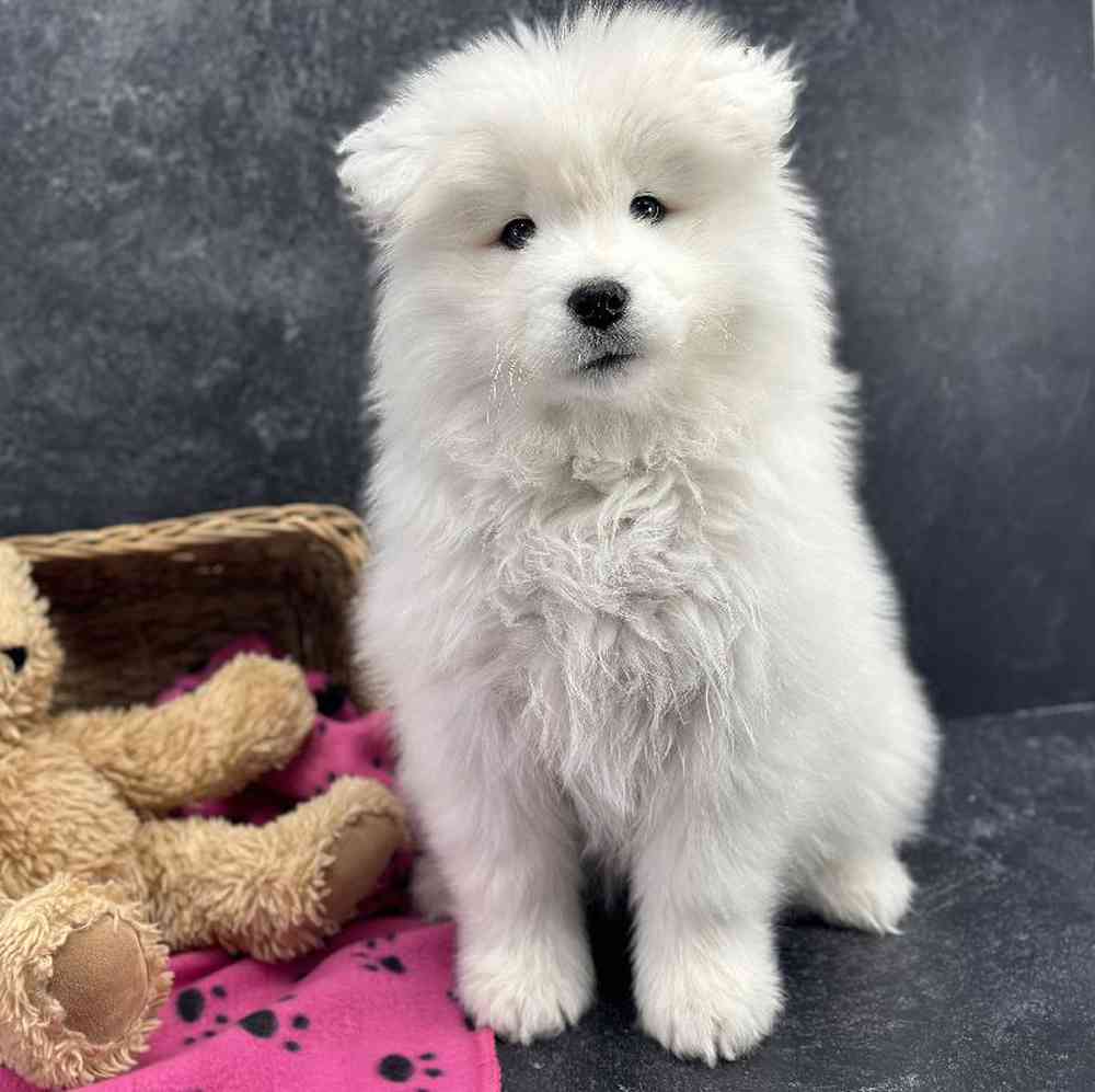 carousel pet images