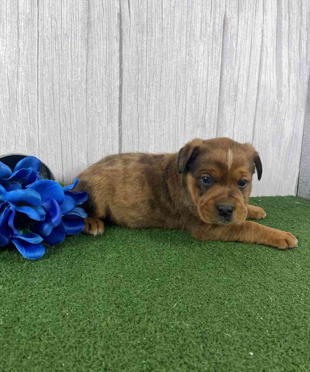 carousel pet images
