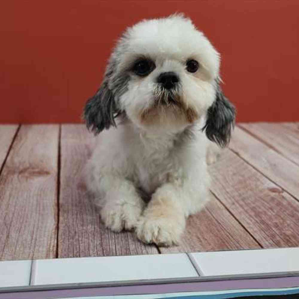 carousel pet images