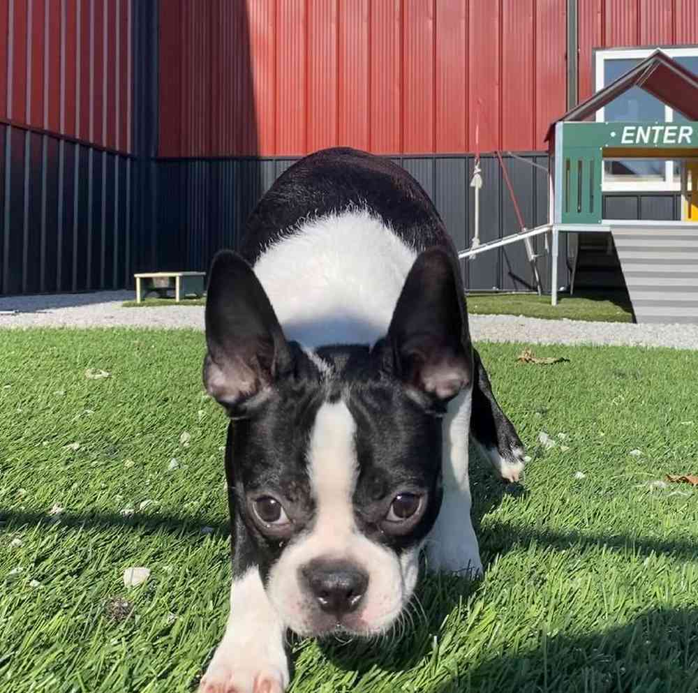 carousel pet images