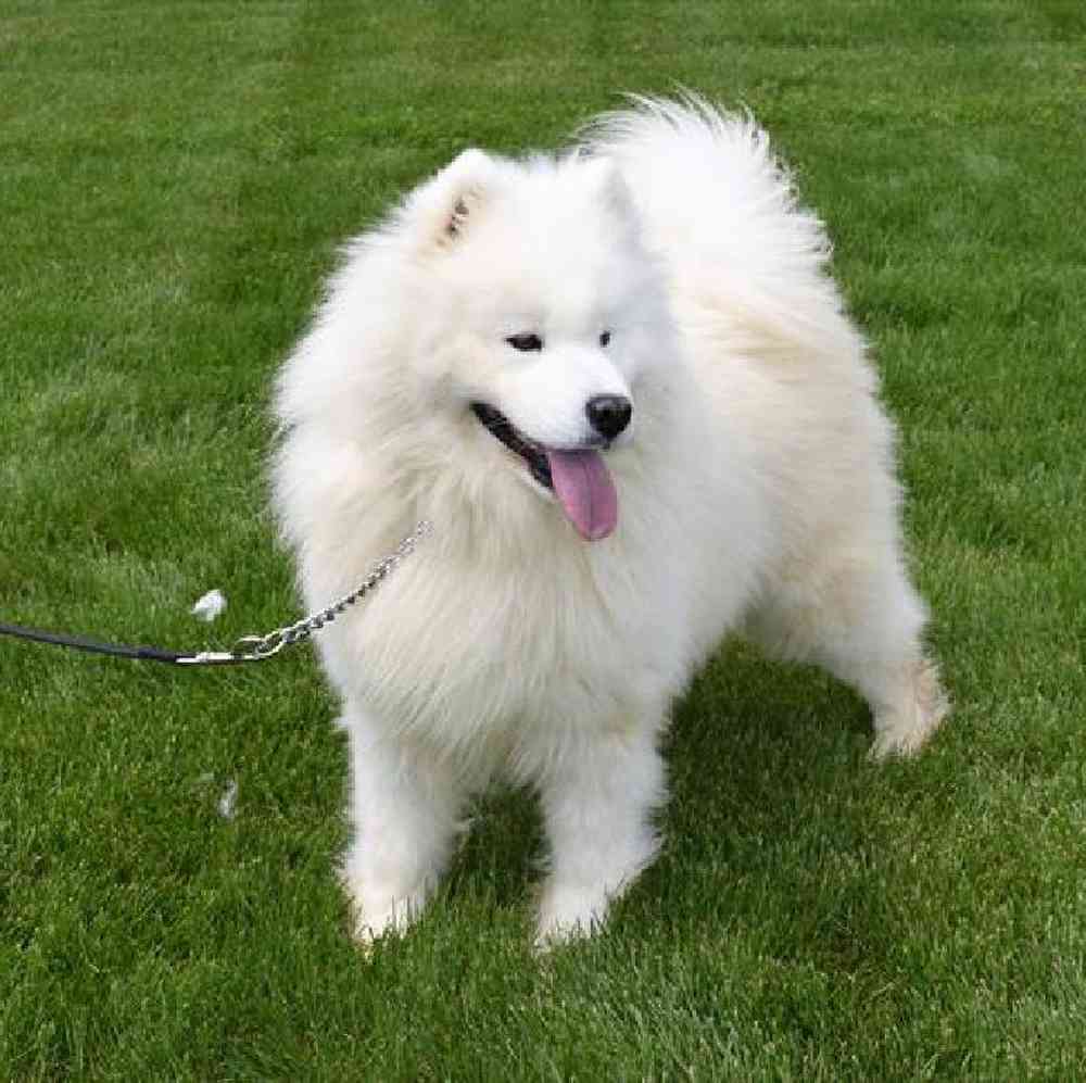 carousel pet images