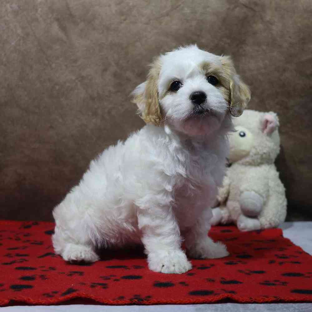 Female Cavachon Puppy for Sale in Millersburg, IN