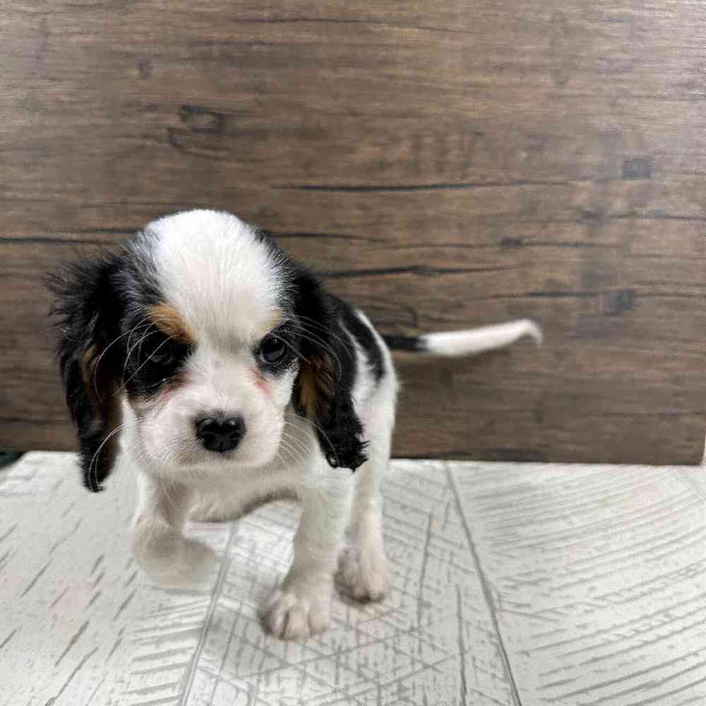 carousel pet images
