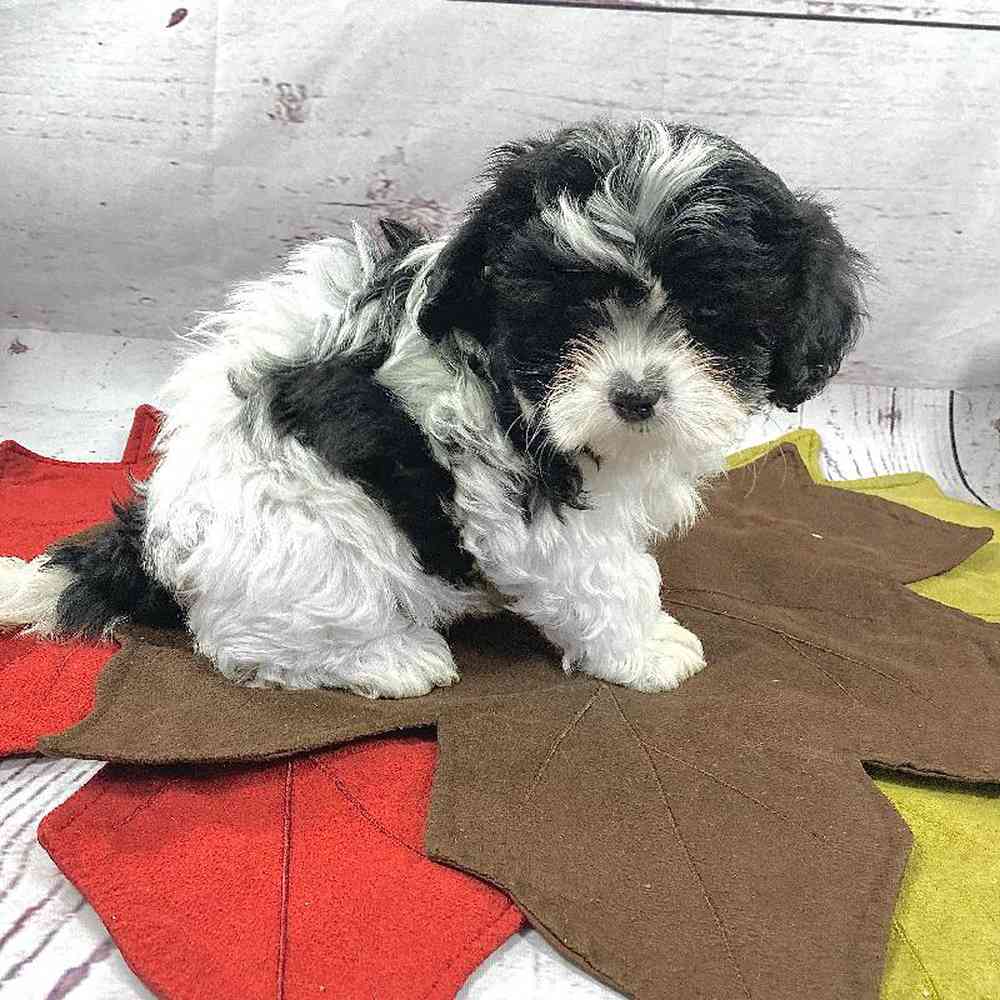 Male Shichon Puppy for sale